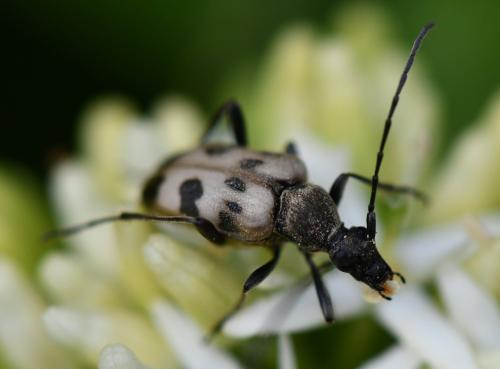 Réf. 301 944 : Pachytodes cerambyciformis